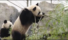 大熊猫的视频,大熊猫的温馨日常
